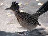 Albuquerque, NM - Beep, Beep, Roadrunner