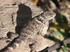 Gila Cave Dwelling National Park