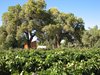 Albuquerque, NM - Botanical Farm