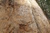 Spongy Bark of Sequoia