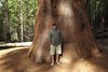 Phil in Front of a Sequoia