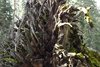 Roots of Fallen Sequoia