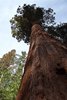 Giant Sequoia in Yosemite
