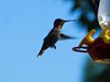 Hummingbird at Feeder