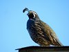 Daddy Quail Watching Over His Family