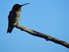 Perching Hummingbird