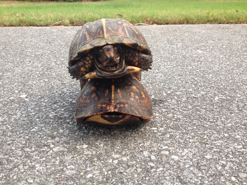 Love turtles on Laurel Way