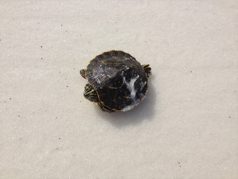 Sea turtle on its way to sea