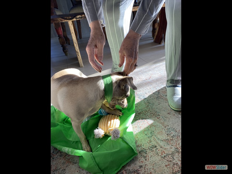 Lucy looking in bag for her Christmas present